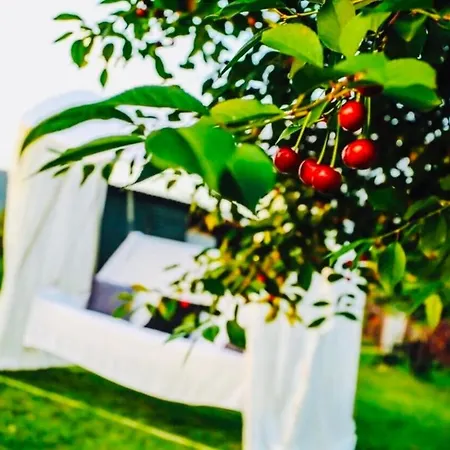 Dalia Bihac Vila *